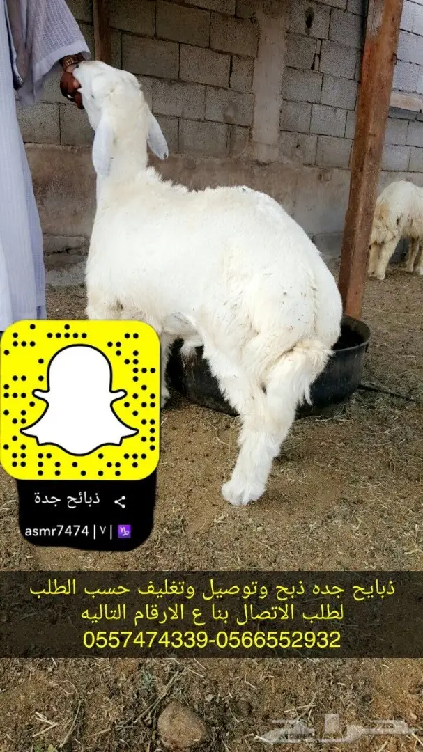 ذبائح حري وسواكني وتيوس انظر لتقيم والردود (image 3)