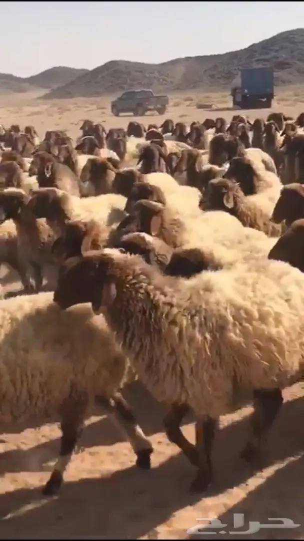 غنم نعيم طيبه جدا العدد 1400