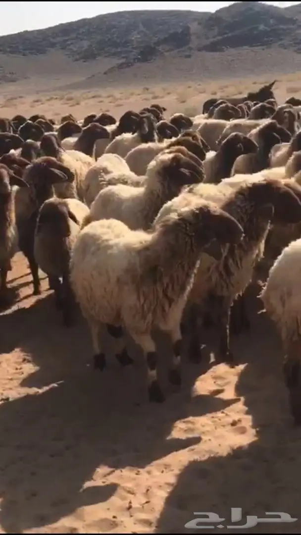 غنم نعيم طيبه جدا العدد 1400 (image 1)