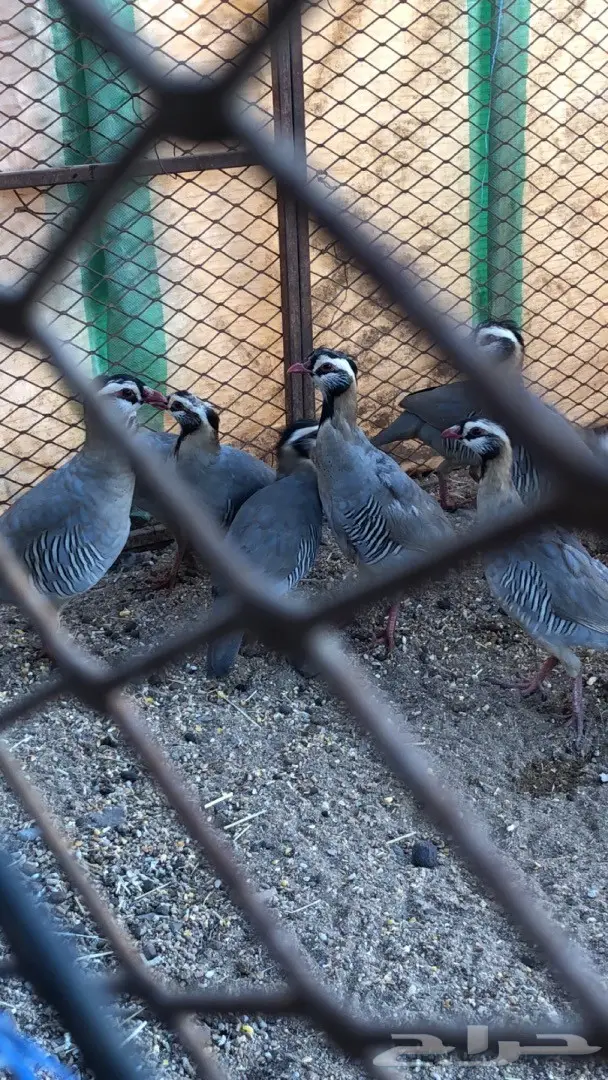 قهد للبيع او معاريف  (image 2)