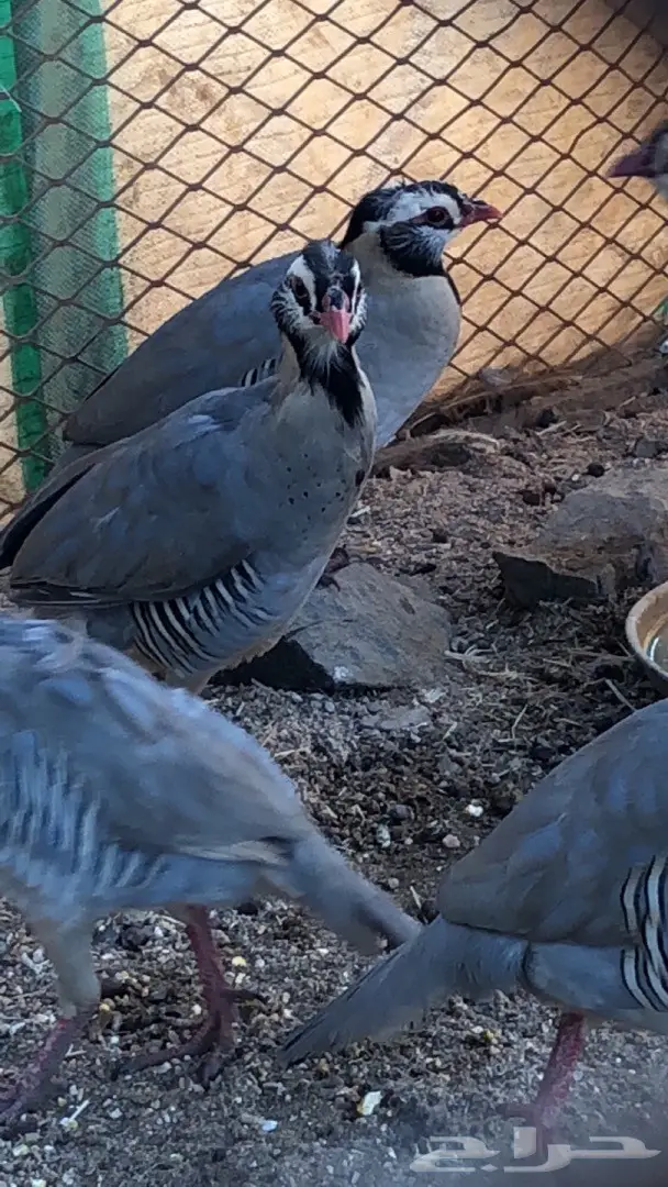 قهد للبيع او معاريف  (image 4)