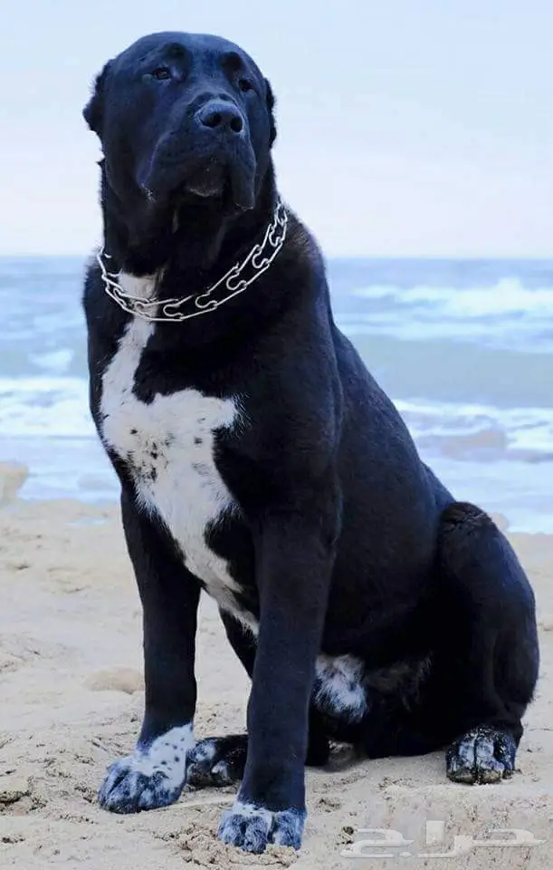 كلب الألباي (image 10)