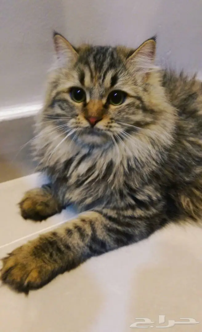 قطط شيرازي للبيع 
