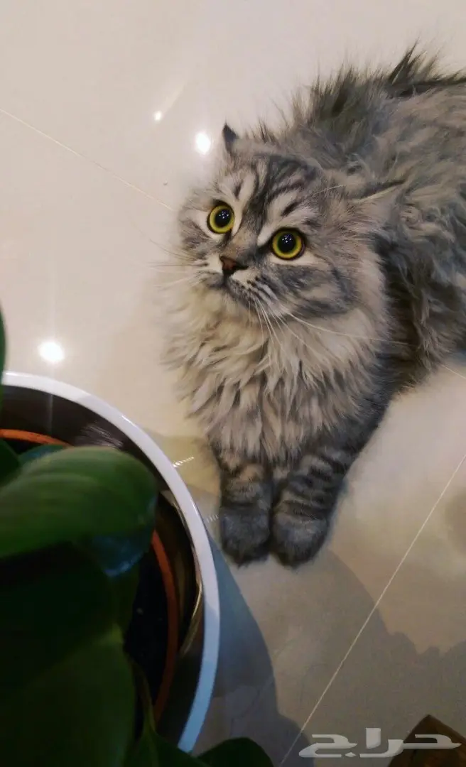 قطط شيرازي للبيع  (image 1)
