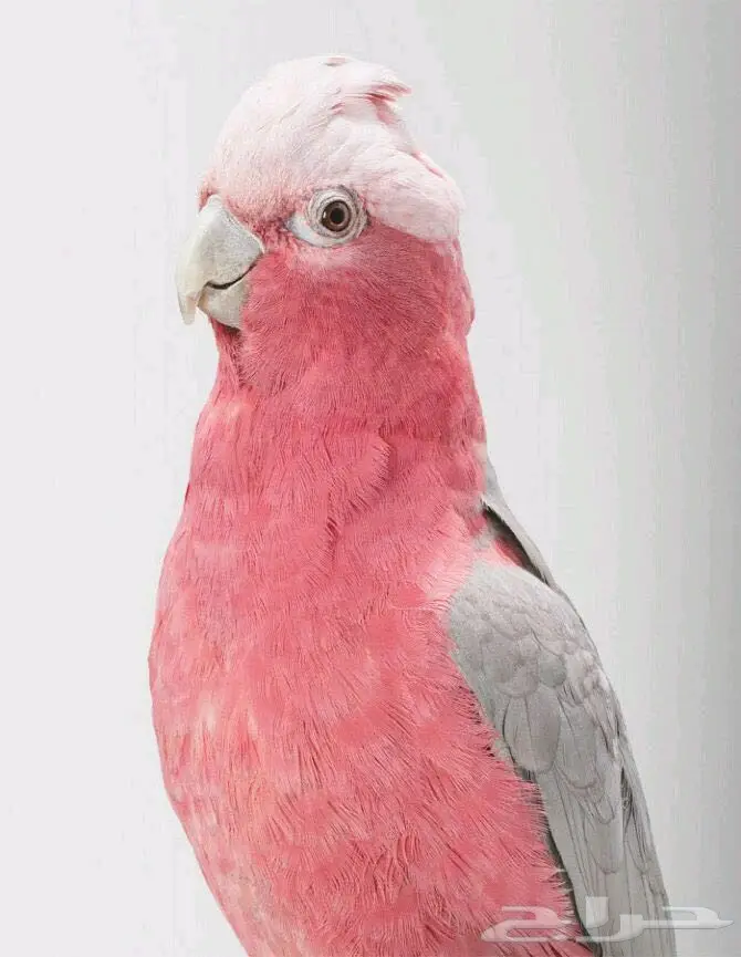 فندقة وتبني طيور (image 2)