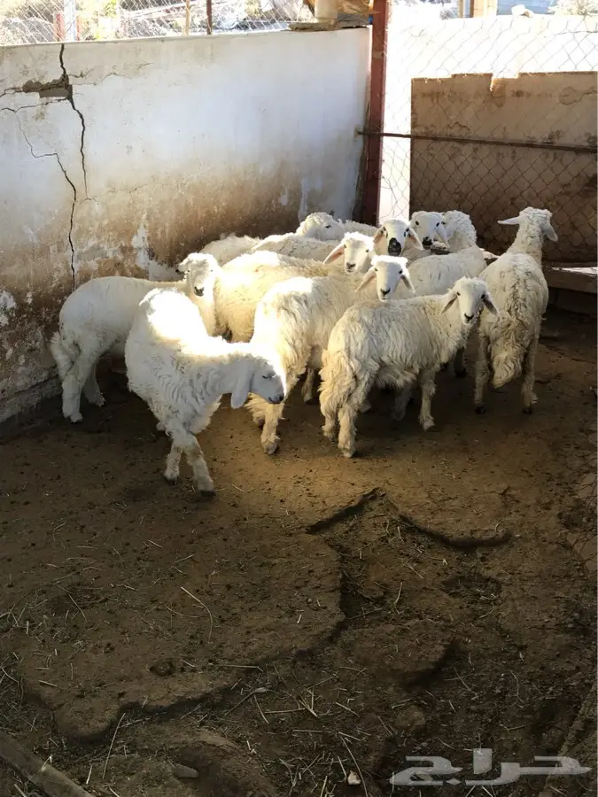ابها - غنم اناثي نظيفة (image 1)
