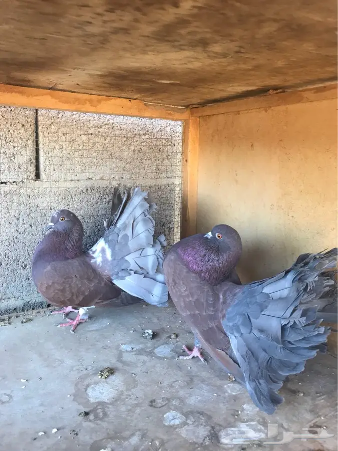 اجواز وفرايد رقاص