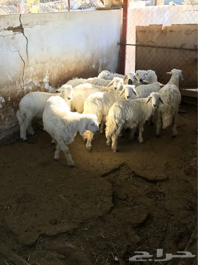 ابها - غنم اناثي نظيفة (image 2)