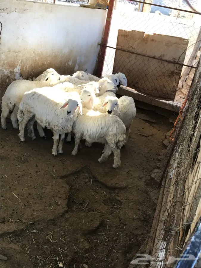 ابها - غنم اناثي نظيفة (image 3)