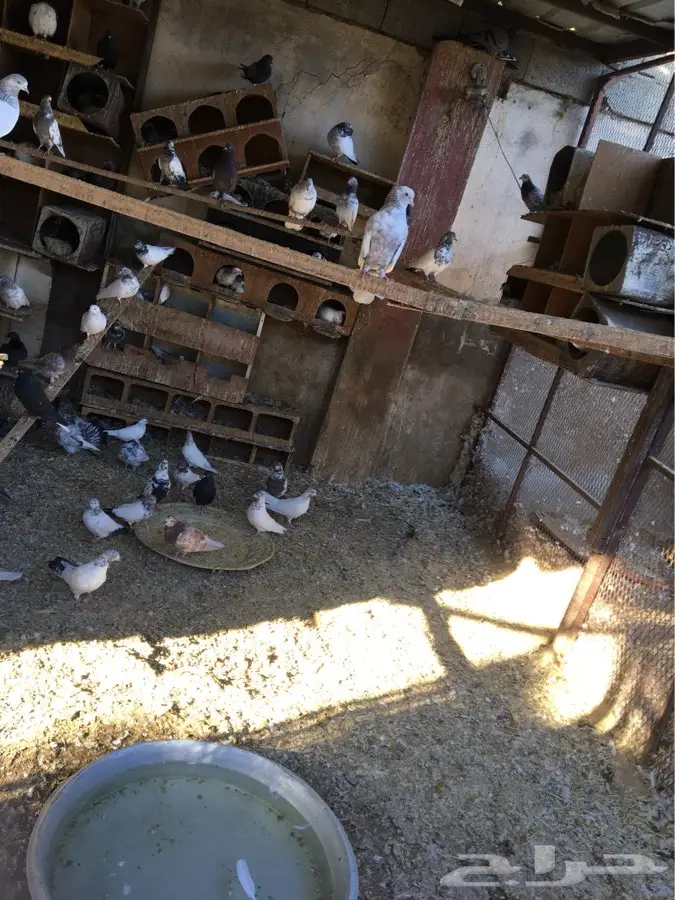 حمام باكستاني  (image 1)