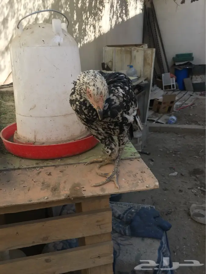 دجاج  (image 2)