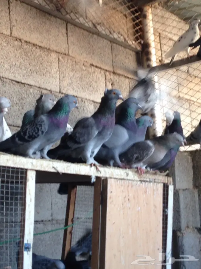 حمام تركي للبيع (image 3)