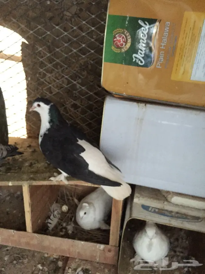 انثى وذكر (image 1)