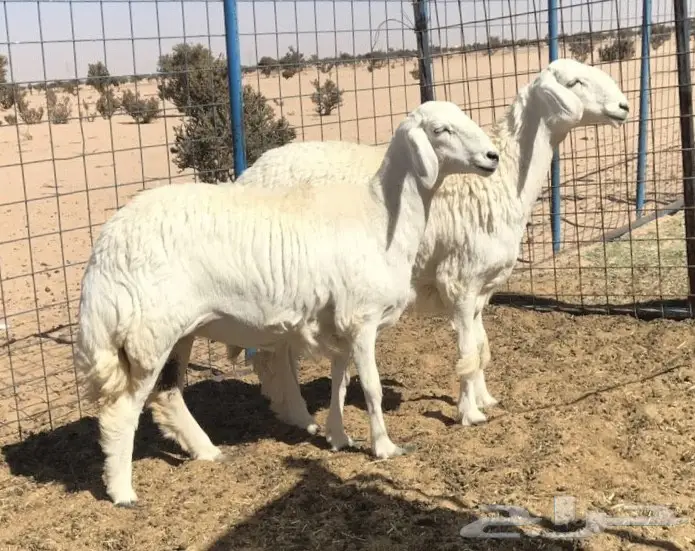 رخال صنف الصنف من حلال ركبه (image 1)