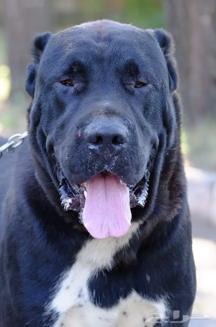 كلب الألباي (image 14)