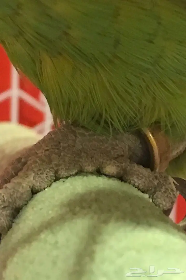 ببغاء امازوني اليف متكلم للبيع (image 5)