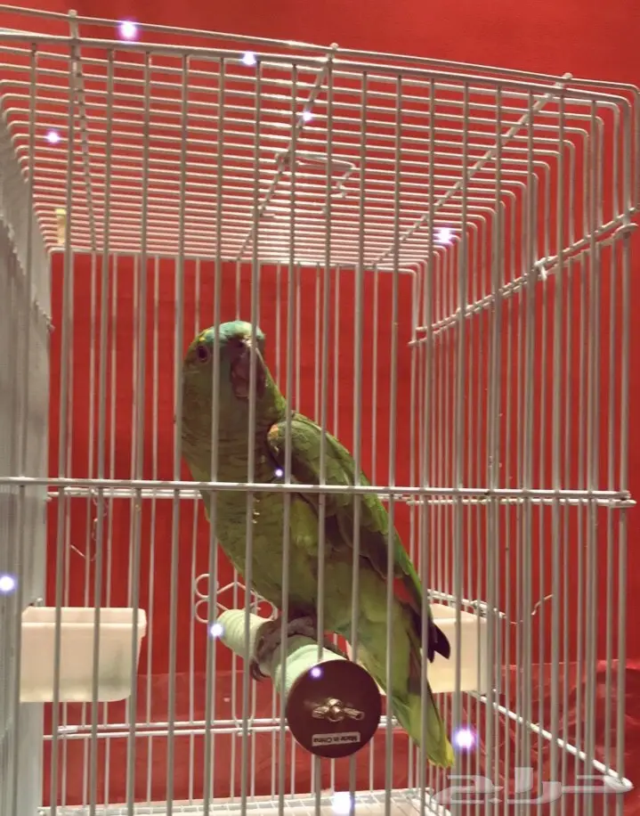 ببغاء امازوني اليف متكلم للبيع (image 1)