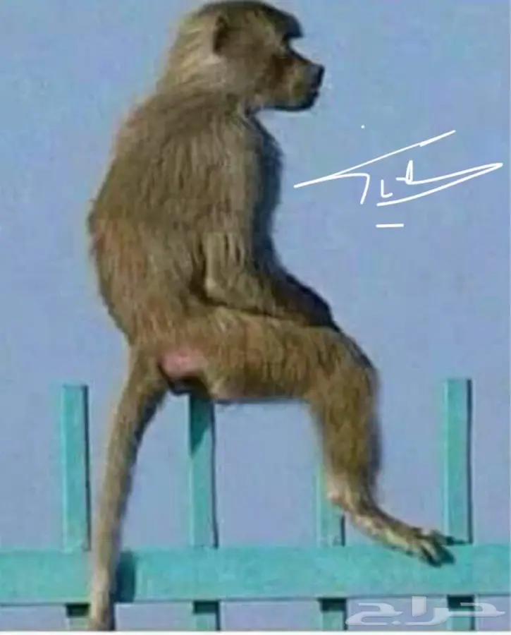 يا قوم هلمو 