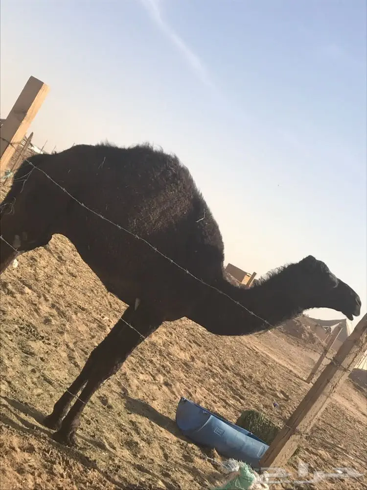 للبيع حاشي طيب 