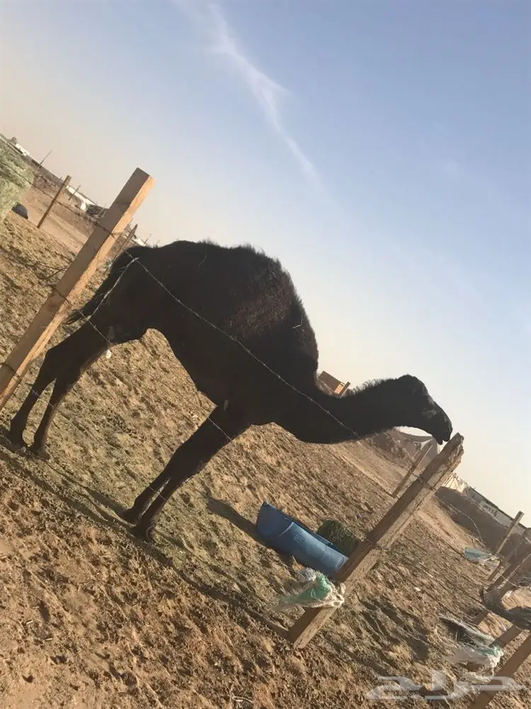 للبيع حاشي طيب  (image 1)