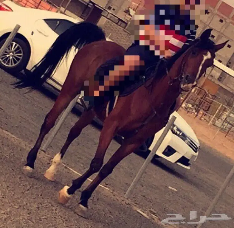 حصان عربي اصيل للبيع