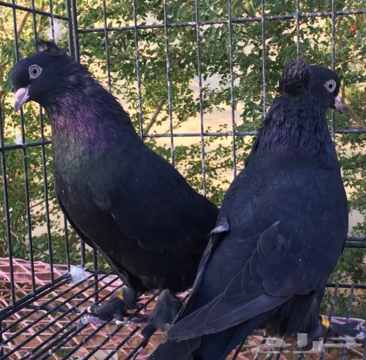 جمله وتفريد حمام اتراك (image 2)