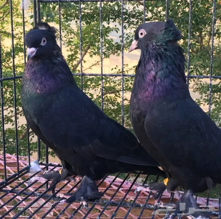 جمله وتفريد حمام اتراك (image 3)