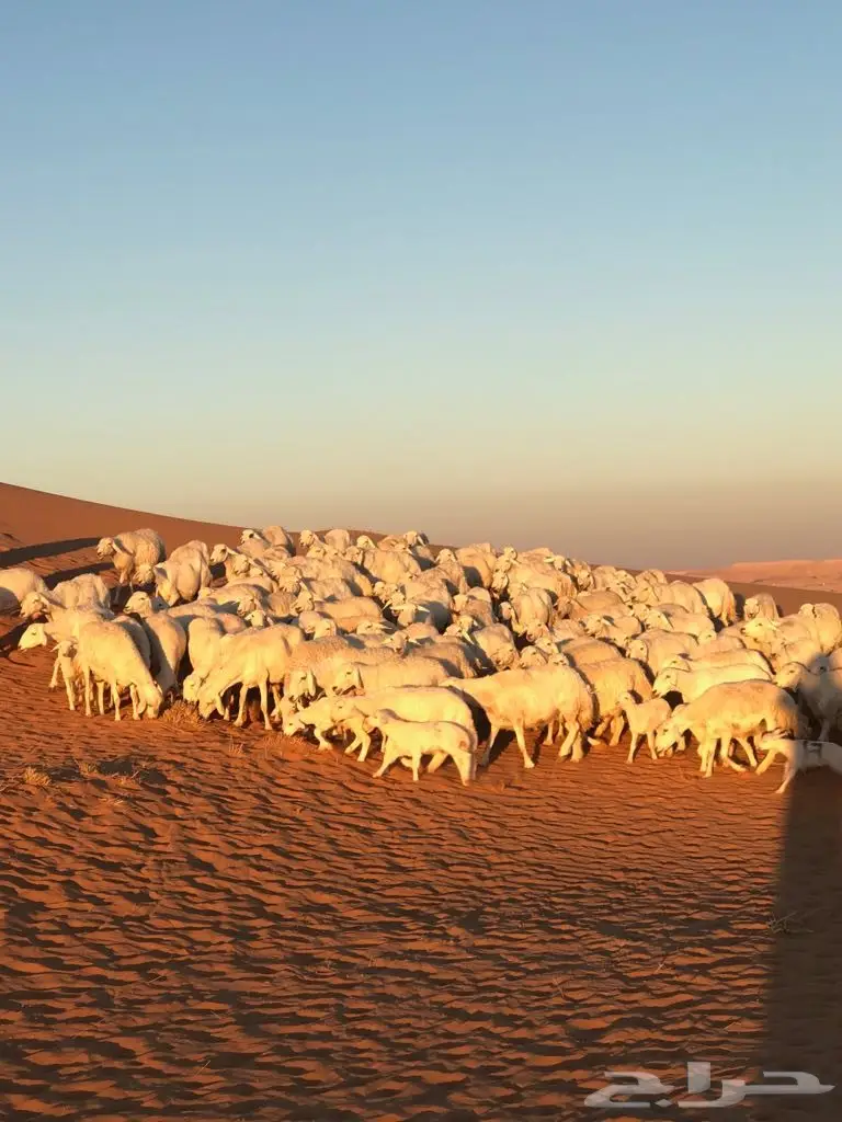  اغنام (image 1)