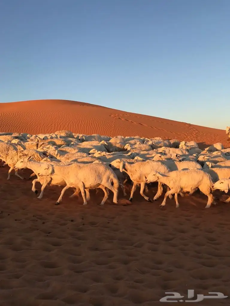  اغنام (image 2)