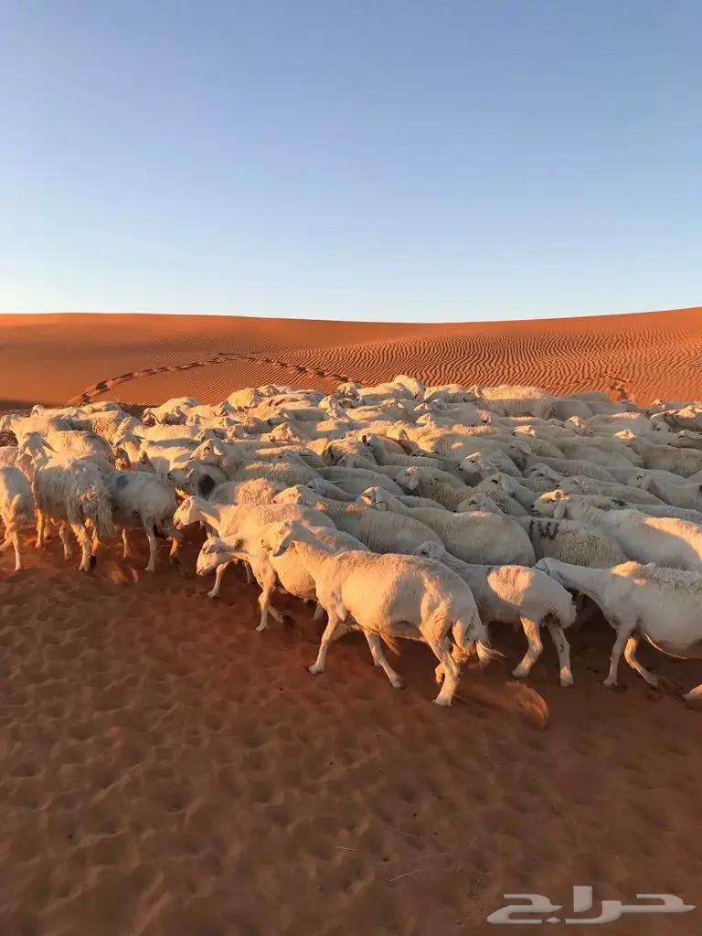  اغنام (image 3)