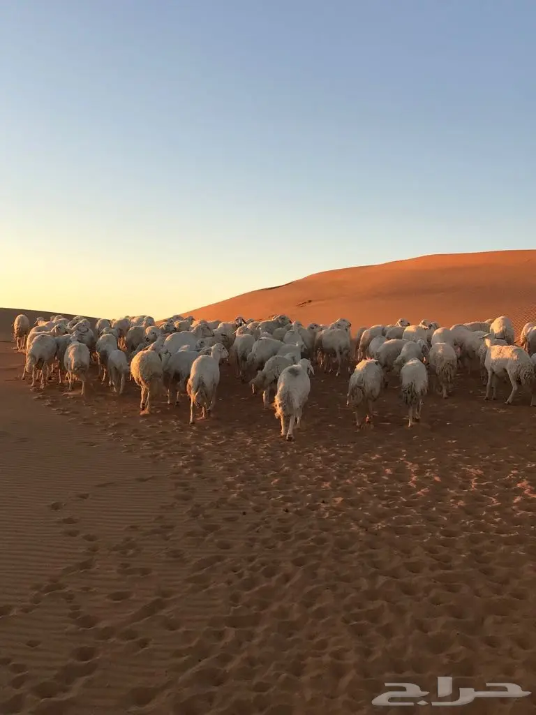  اغنام (image 4)