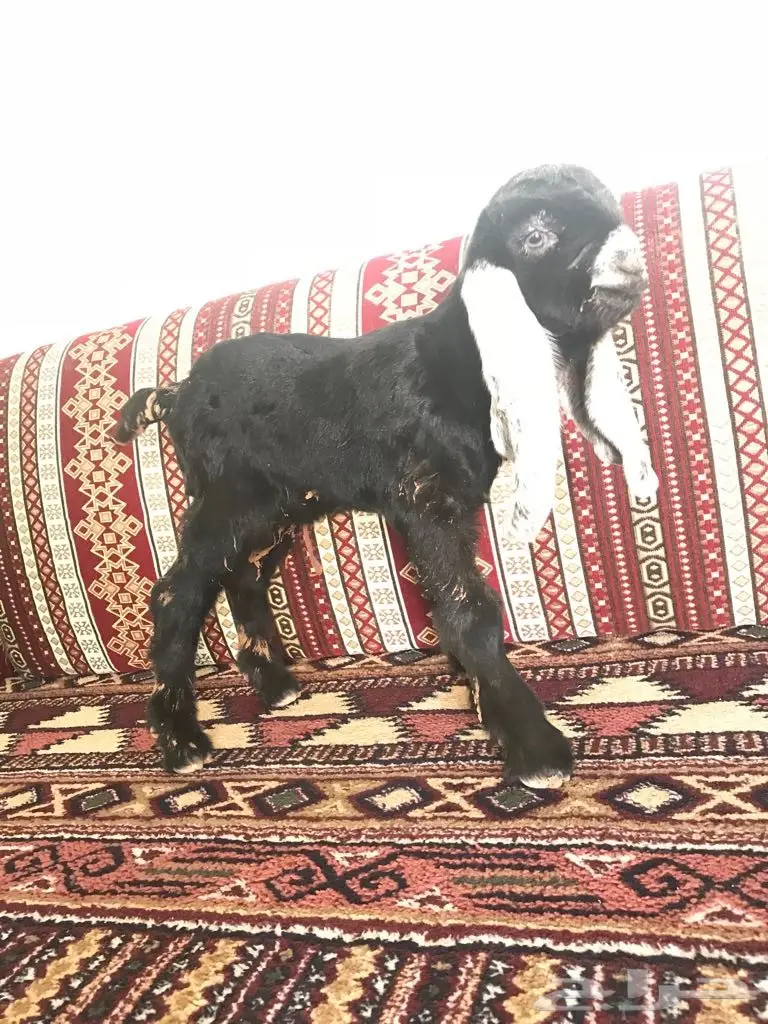 جفر كفوو للبيع