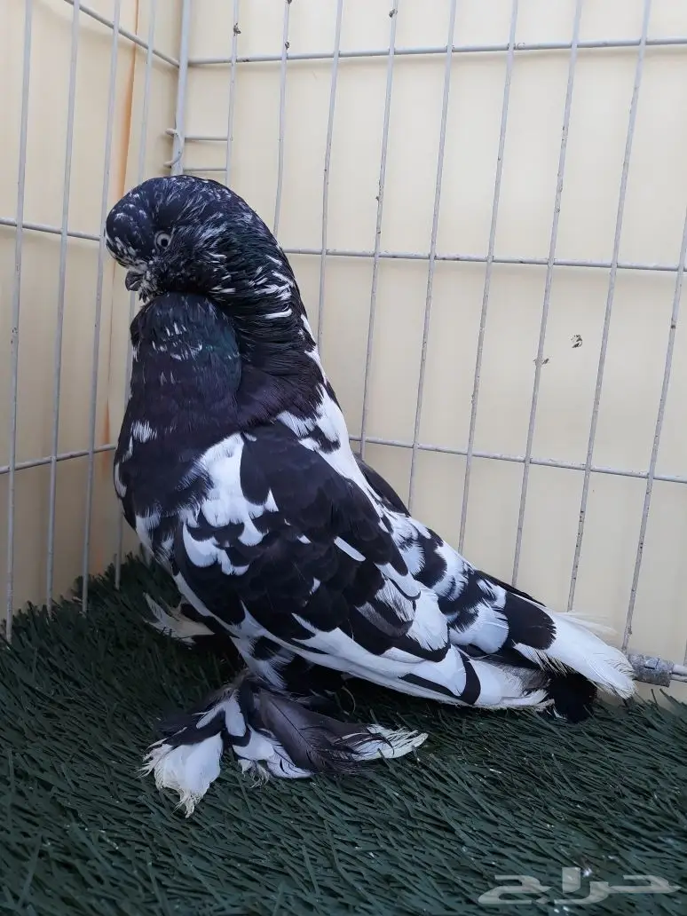 جوز لونق فيس منتج من الاخر  (image 1)