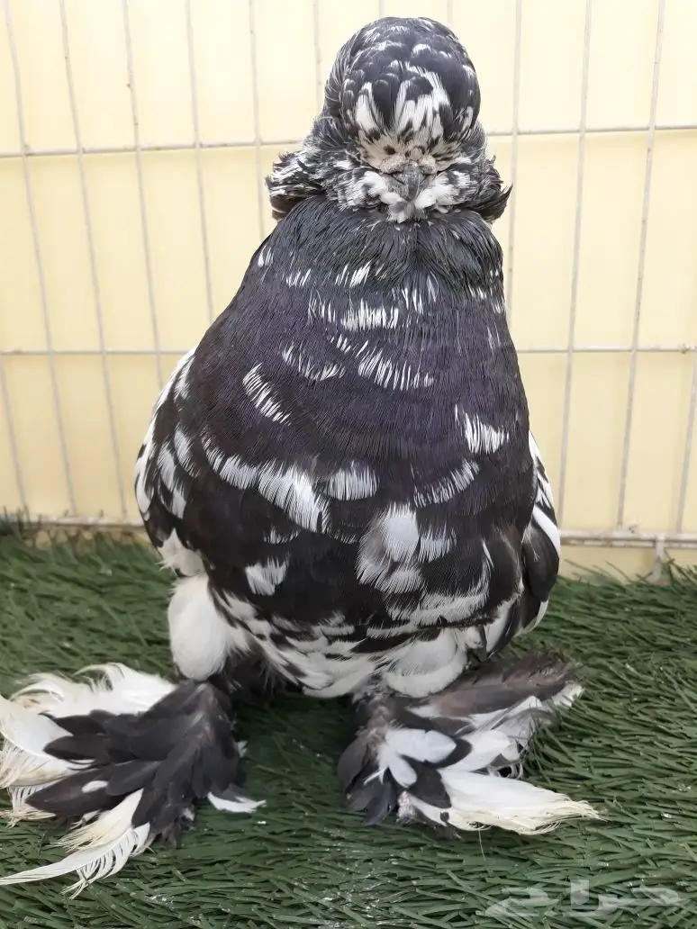 جوز لونق فيس منتج من الاخر  (image 3)