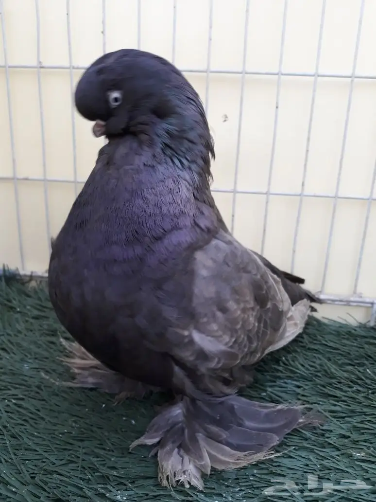 جوز لونق فيس منتج من الاخر  (image 5)