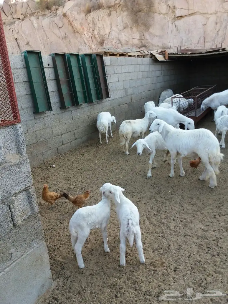 ضان للبيع (image 1)