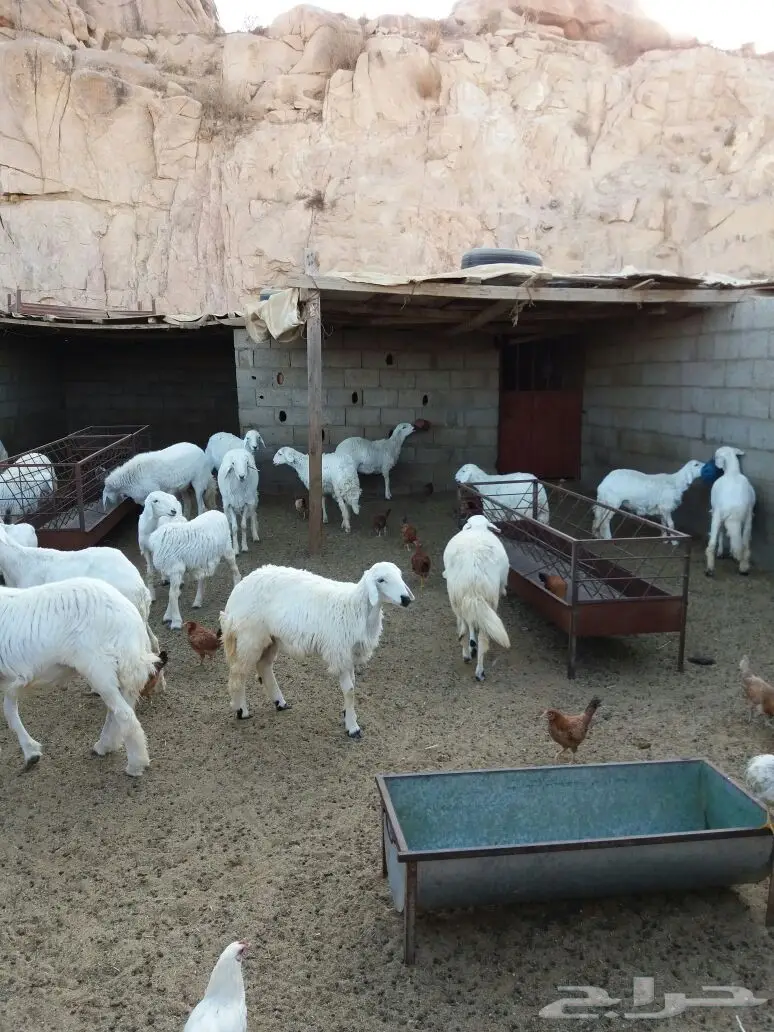 ضان للبيع (image 2)