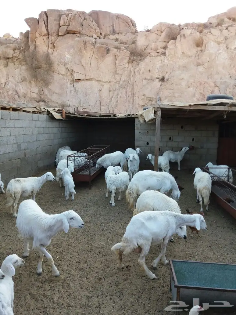 ضان للبيع (image 3)