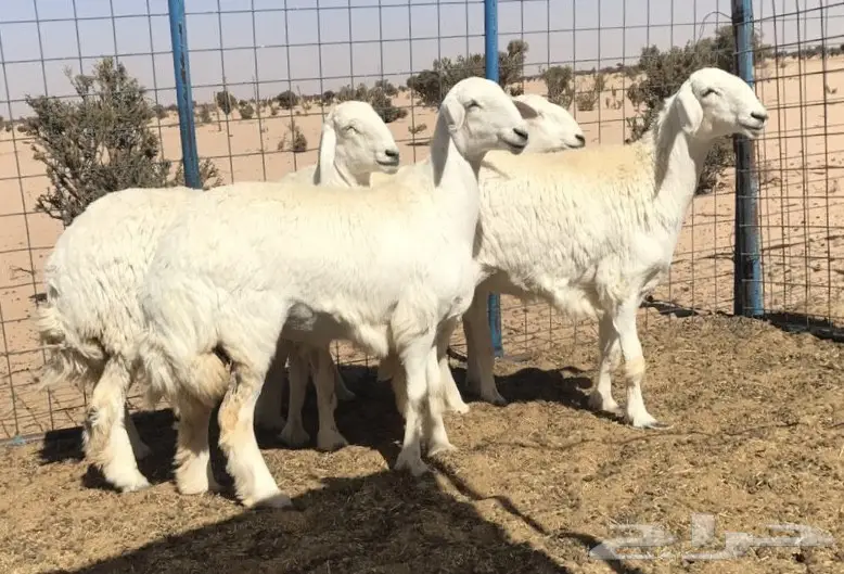 رخال صنف الصنف من حلال ركبه (image 3)