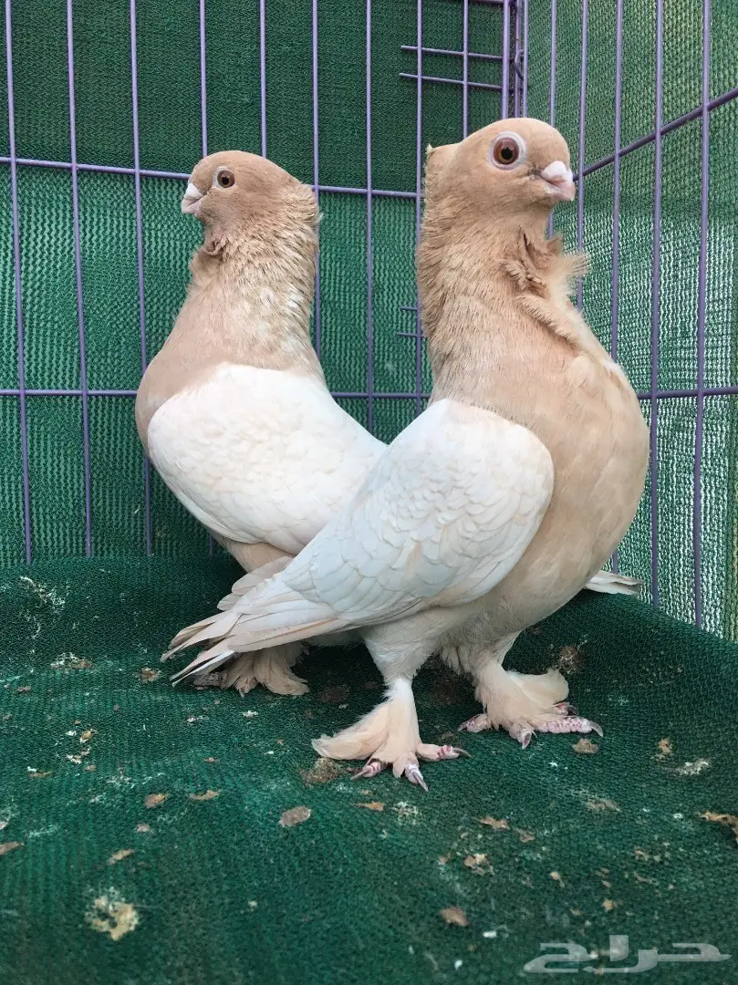 جوز حب رمان ارجنت (Image 1)