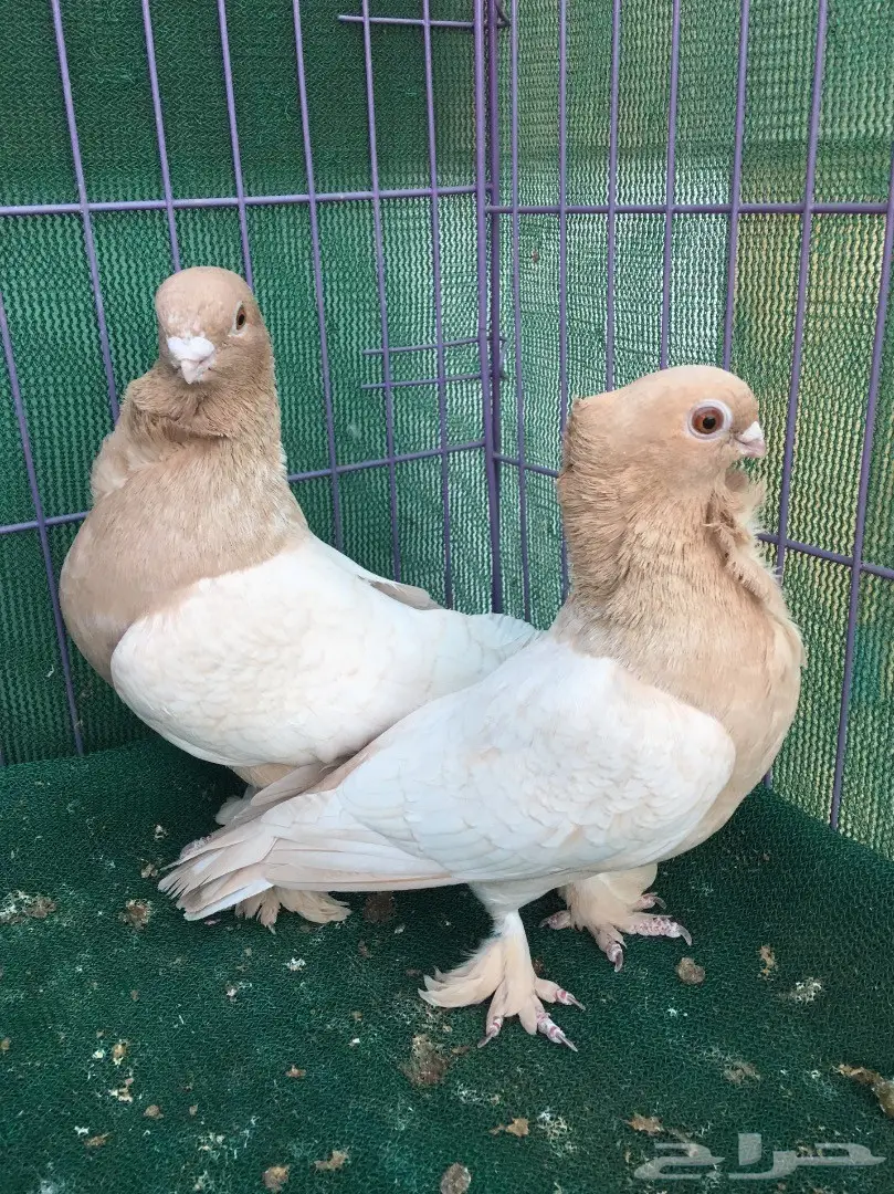 جوز حب رمان ارجنت (image 4)