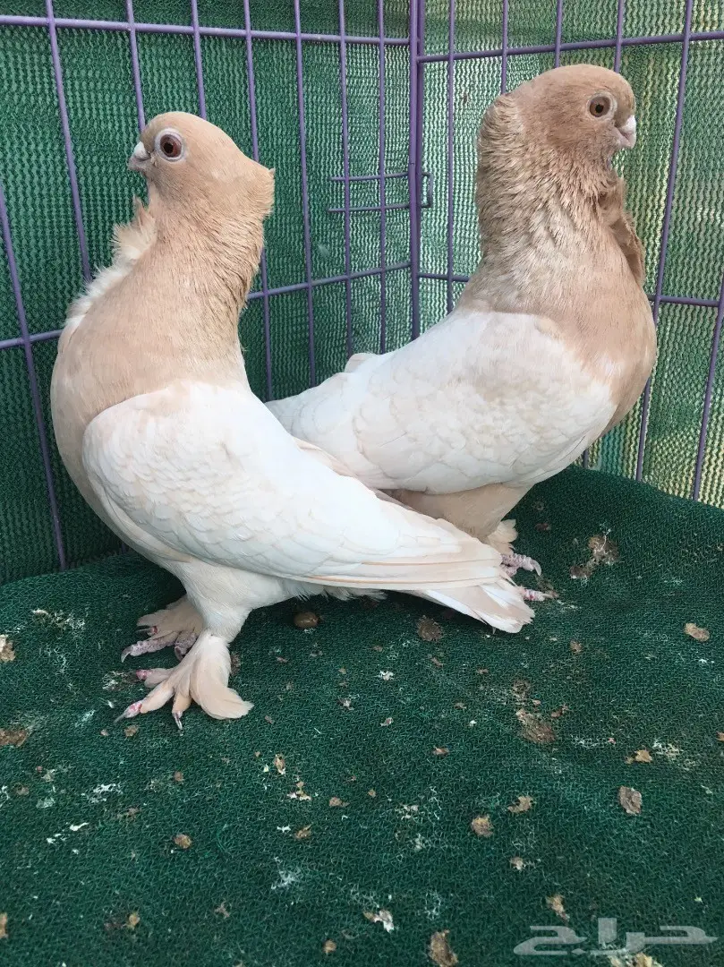 جوز حب رمان ارجنت (image 11)