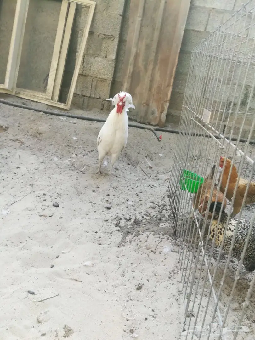 ديكين عربي  (image 1)