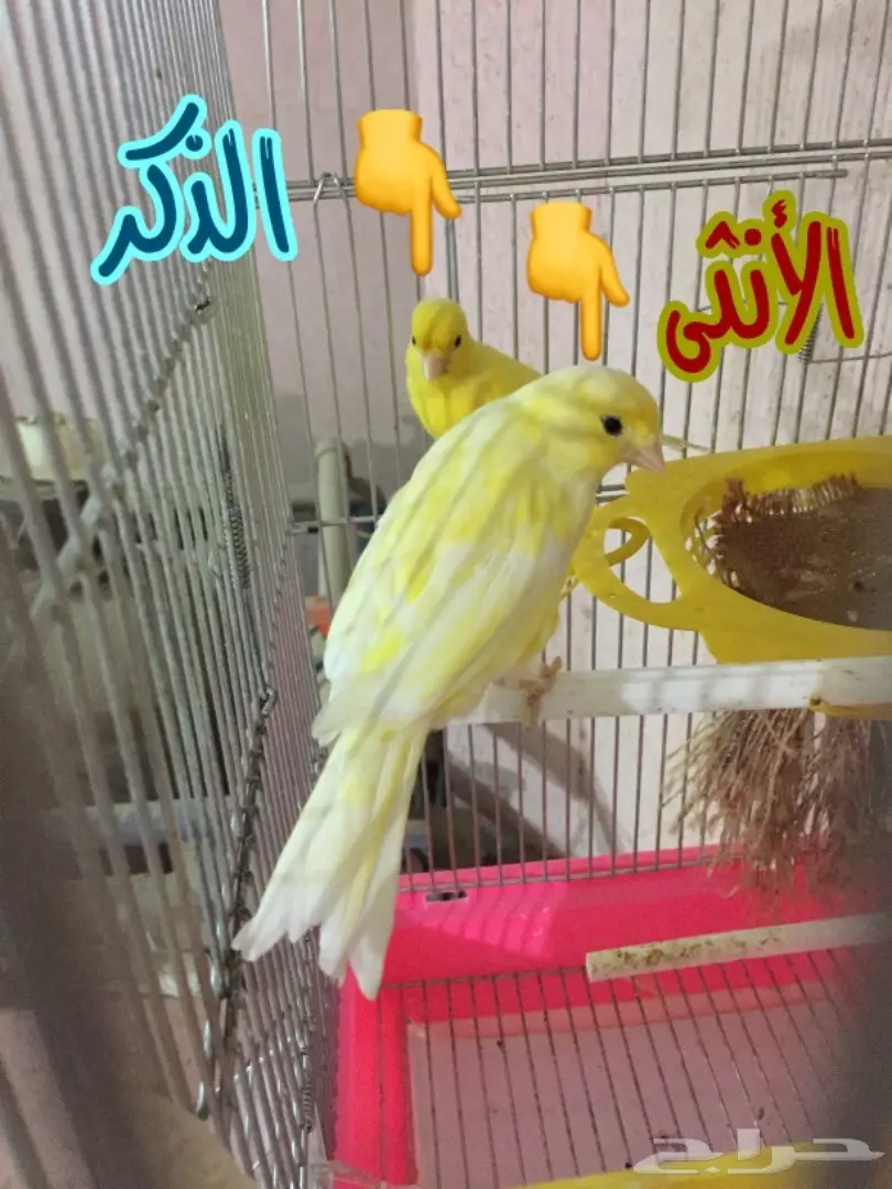 جوز كناري جواهز شرط تغريد الذكر مع الأنثى (image 8)