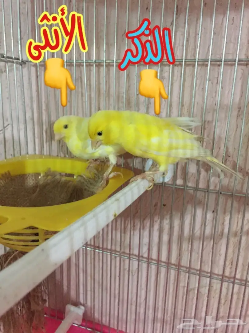 جوز كناري جواهز شرط تغريد الذكر مع الأنثى (image 10)