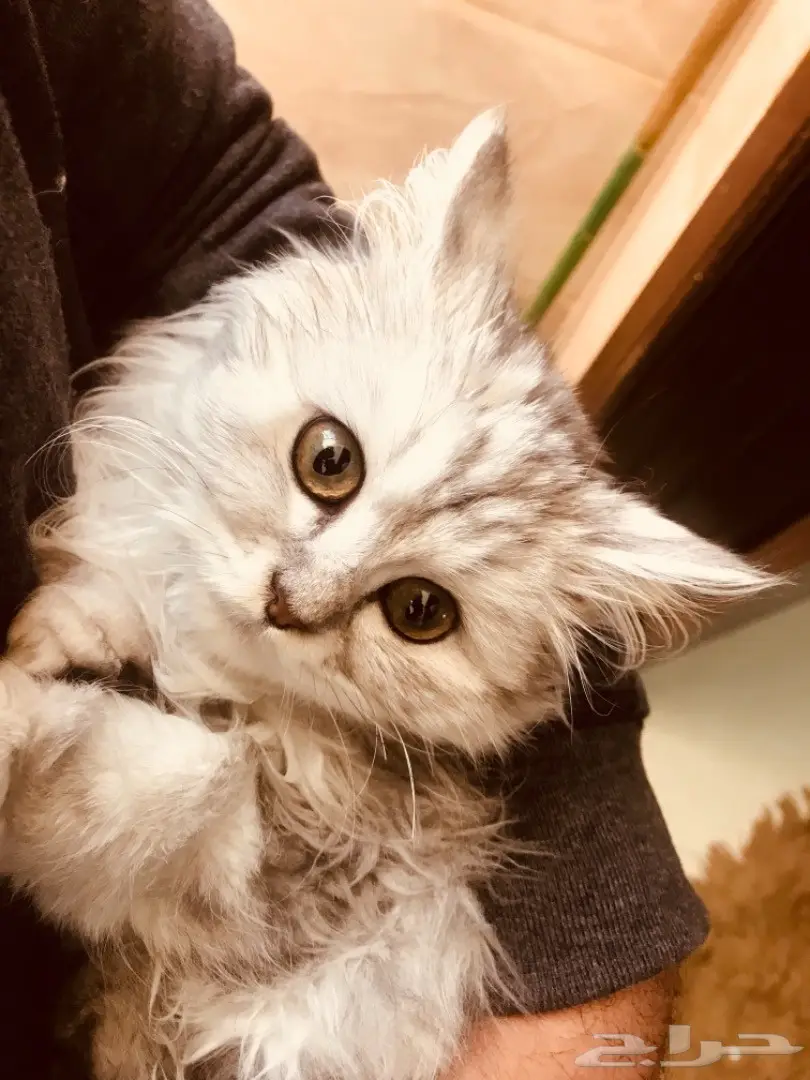 قطة شيرازي صغيرة وجميلة - فرصة لا تعوض!