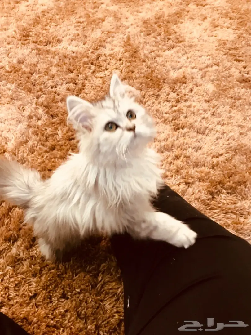 قطة شيرازي صغيرة وجميلة - فرصة لا تعوض! (image 2)