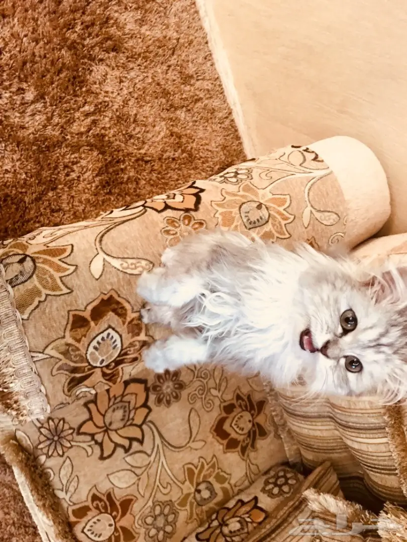 قطة شيرازي صغيرة وجميلة - فرصة لا تعوض! (image 8)