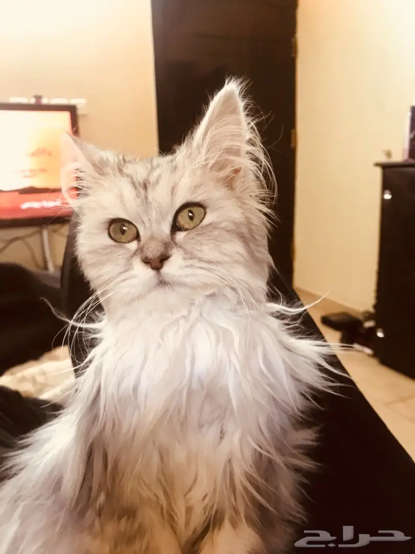 قطة شيرازي صغيرة وجميلة - فرصة لا تعوض! (image 14)