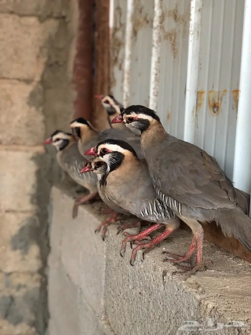 قهد للبيع او معاريف 